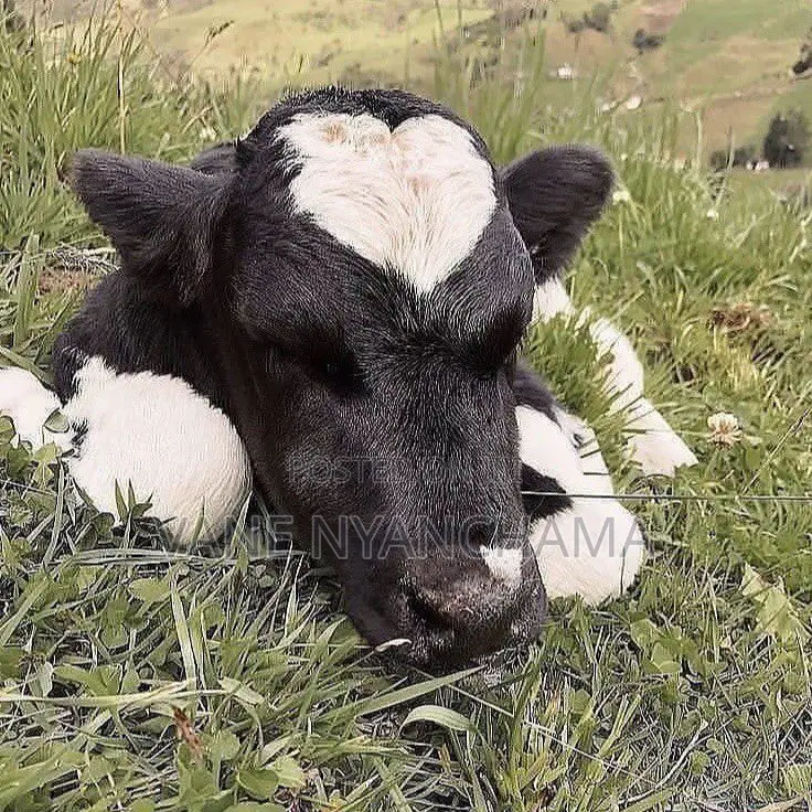 High Breed Heifer Calf
