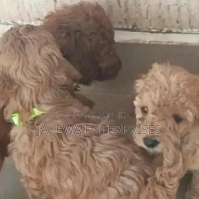 1-3 months Male Purebred Poodle