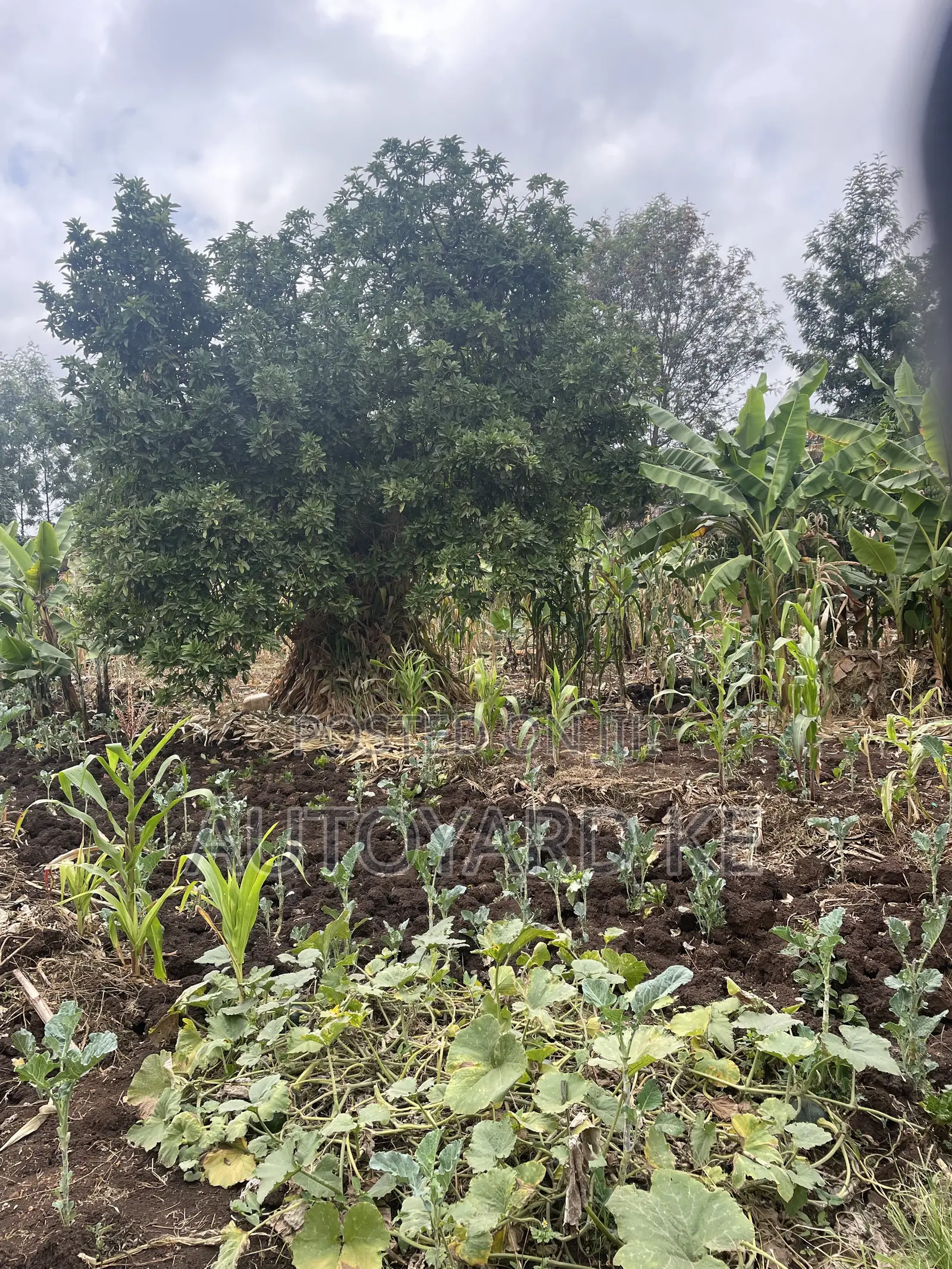 1/2 Acre of Land for Sale Ngong Town Ngere Road