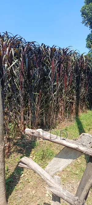 Australian Red (Purple) Napier Grass – High-Yield Premium Fodder