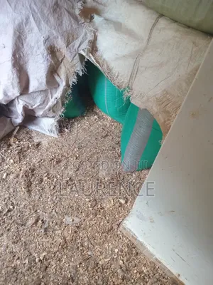 Dry Maize /Corn in 90kg Bags