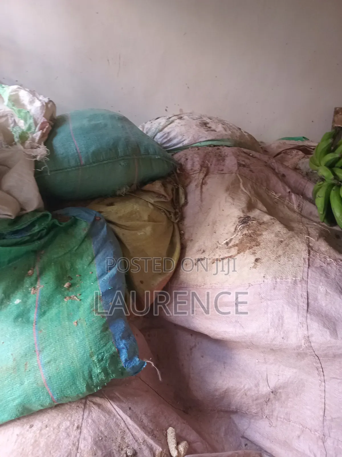 Dry Maize /Corn in 90kg Bags