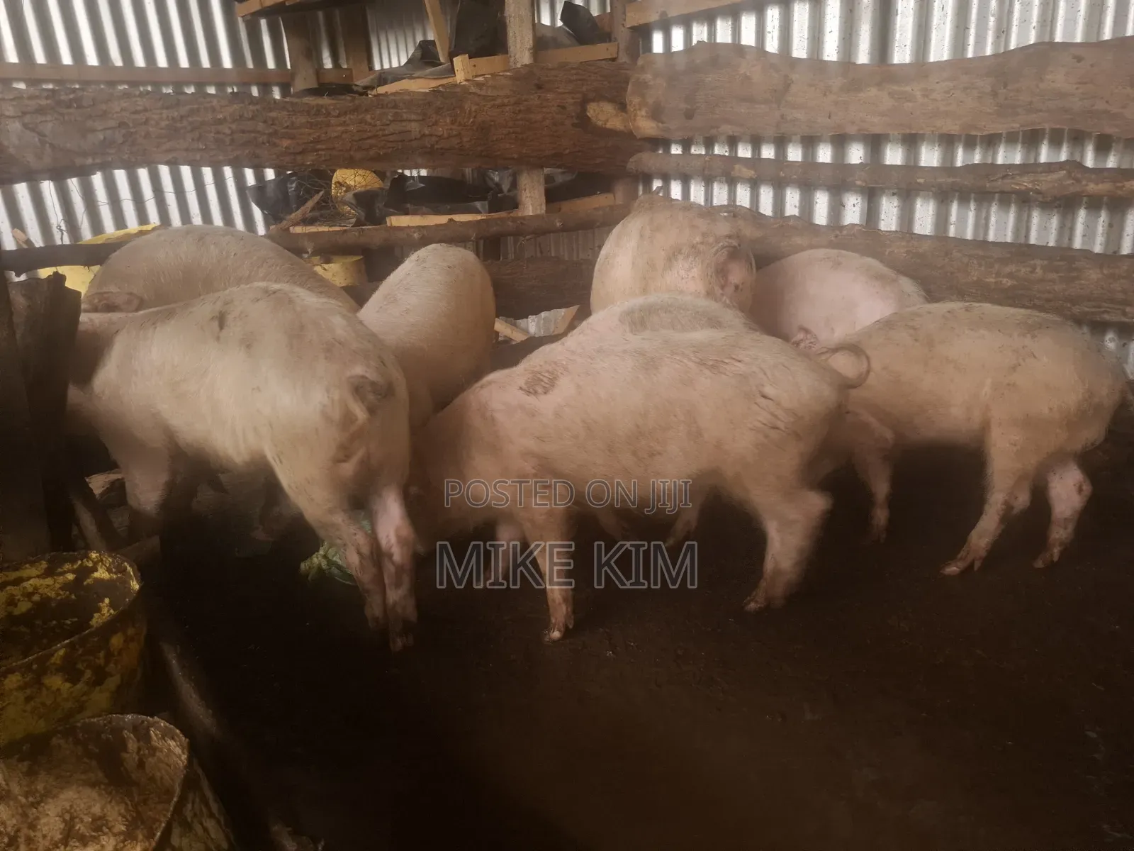 Piglets and a Ready to Served Hog
