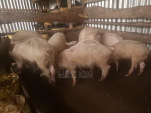 Piglets and a Ready to Served Hog