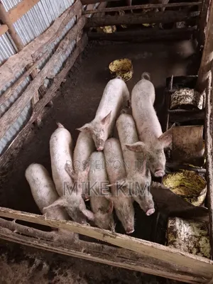 Piglets and a Ready to Served Hog