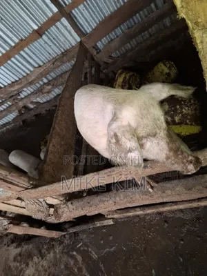 Piglets and a Ready to Served Hog