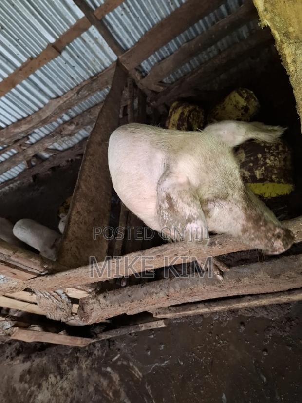 Piglets and a Ready to Served Hog - thumbnail 4