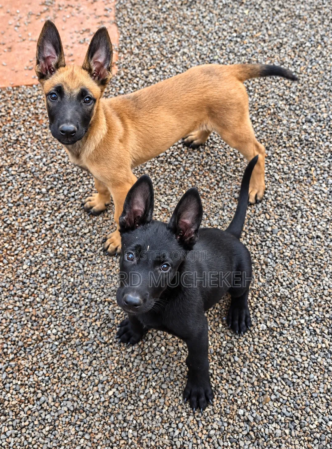 1-3 months Male Purebred Belgian Malinois