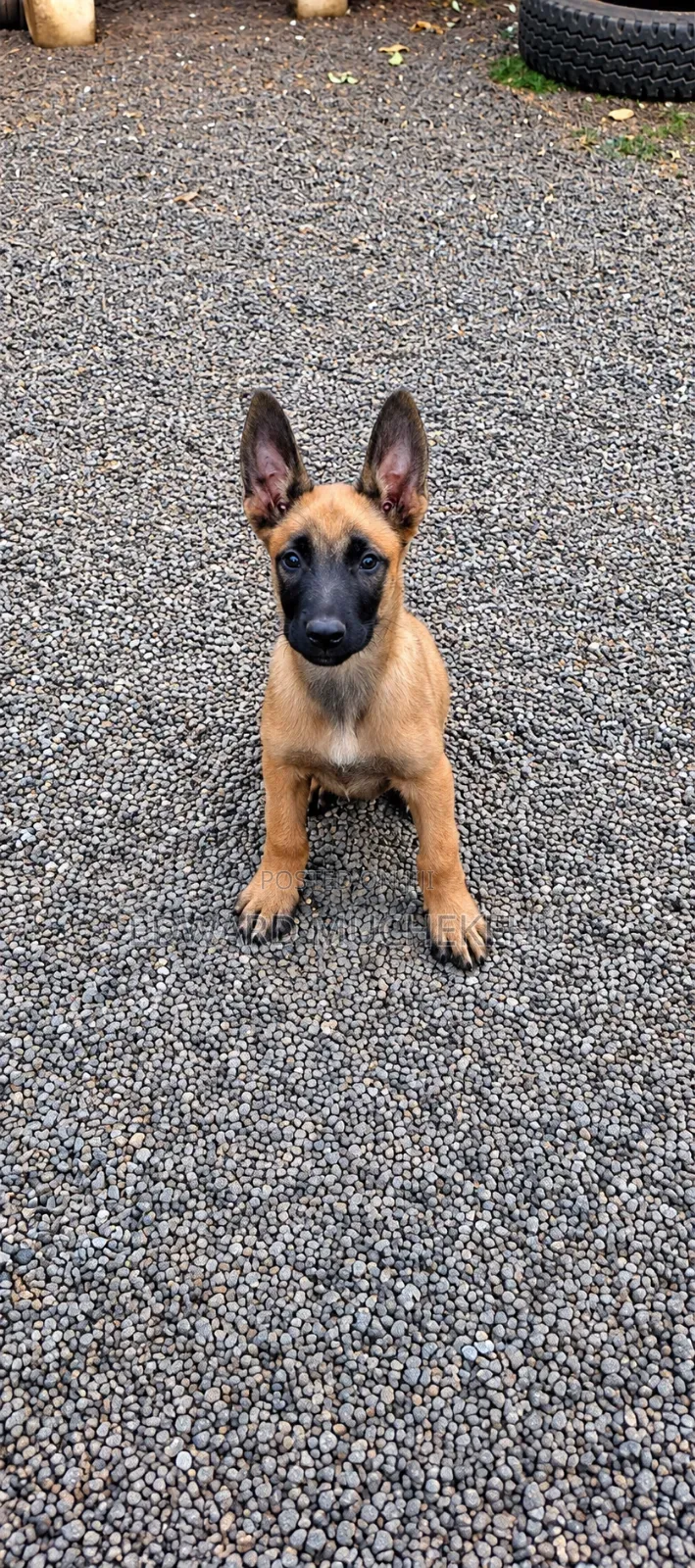 1-3 months Male Purebred Belgian Malinois