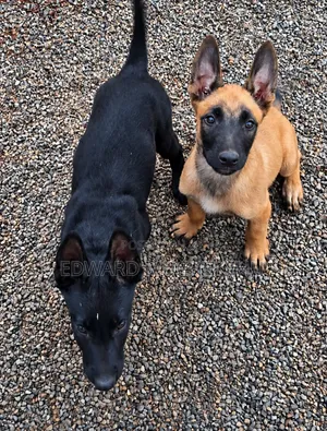 1-3 months Male Purebred Belgian Malinois
