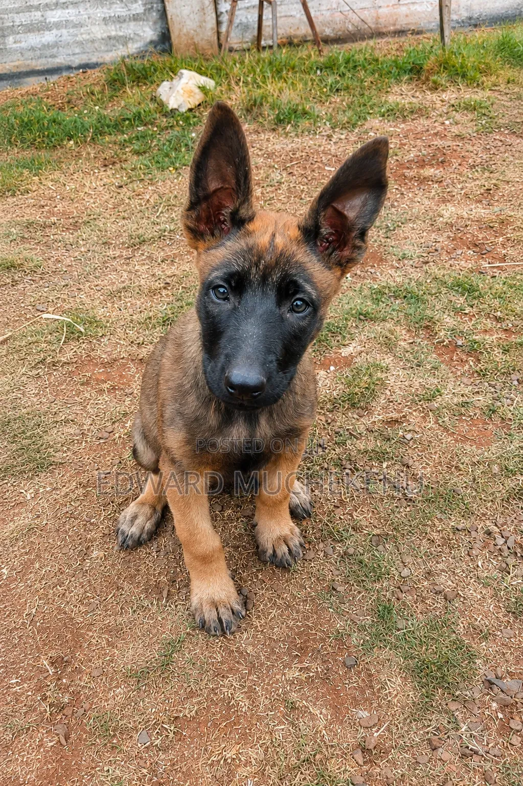 1-3 months Male Purebred Belgian Malinois