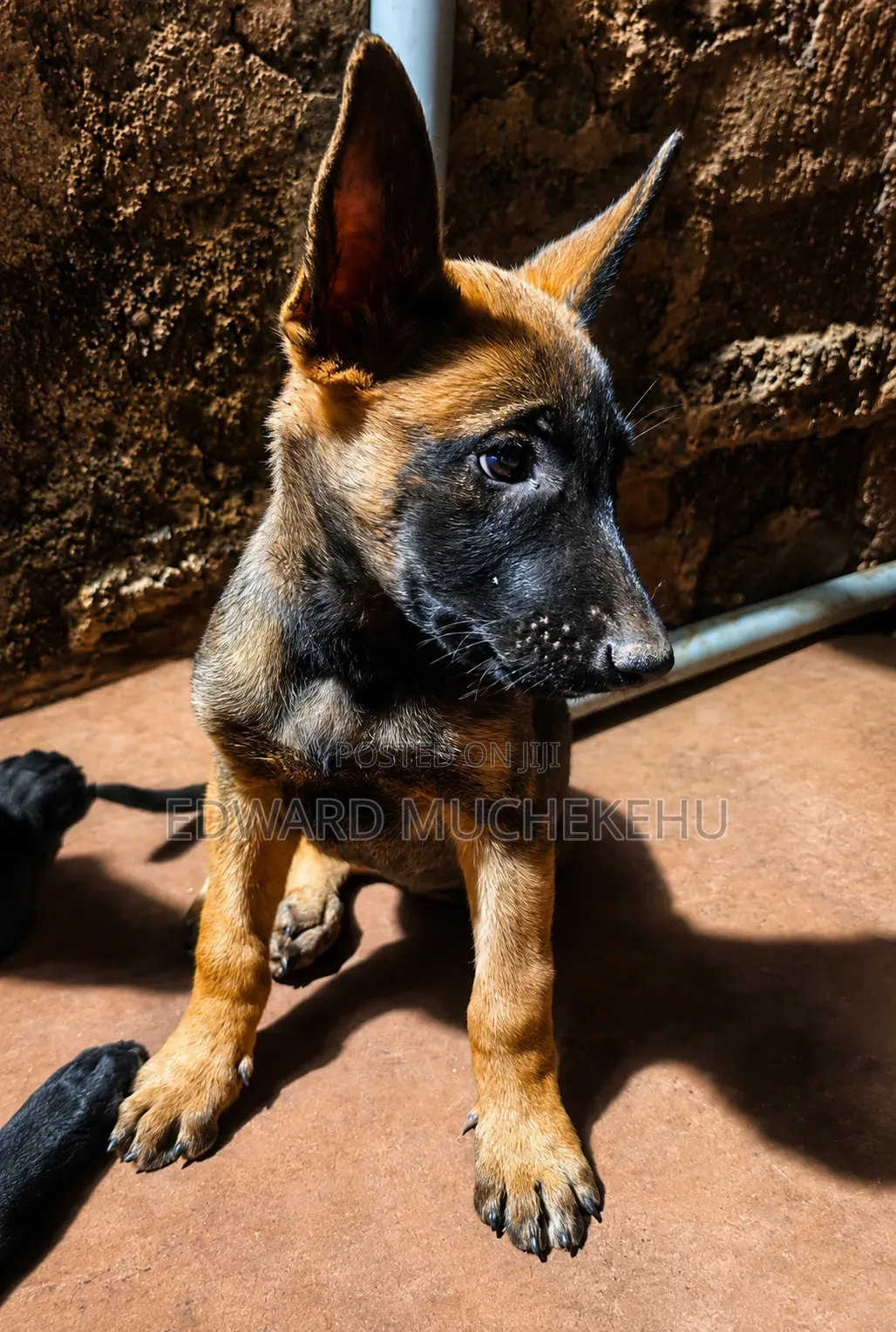 1-3 months Male Purebred Belgian Malinois