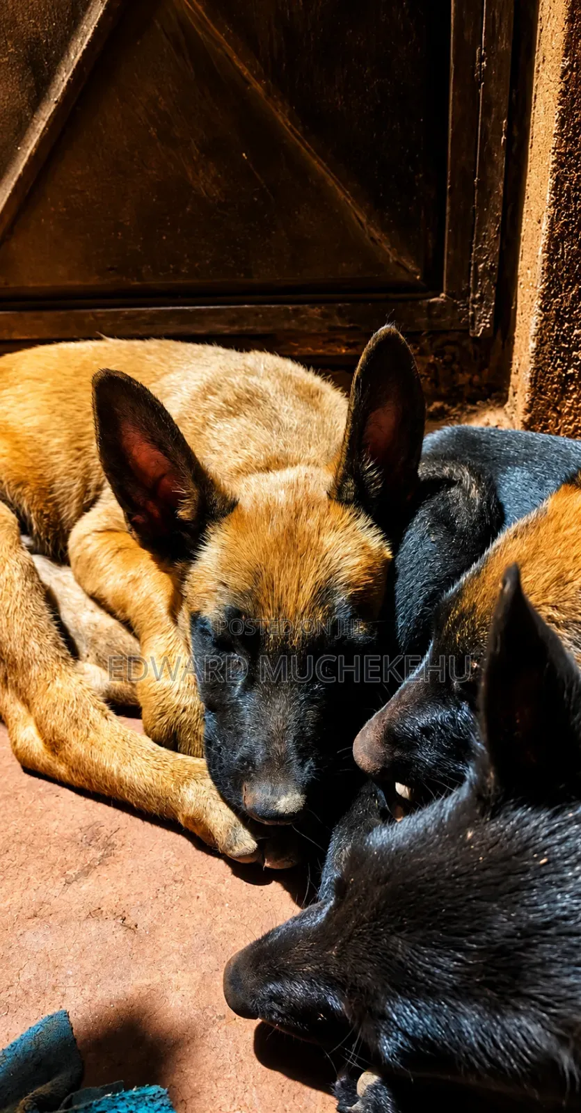 1-3 months Male Purebred Belgian Malinois
