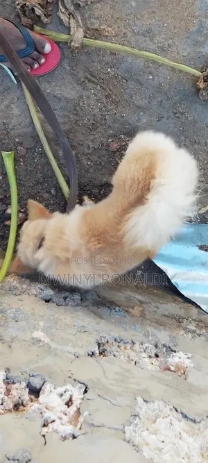 3-6 months Male Mixed Breed Japanese Chin