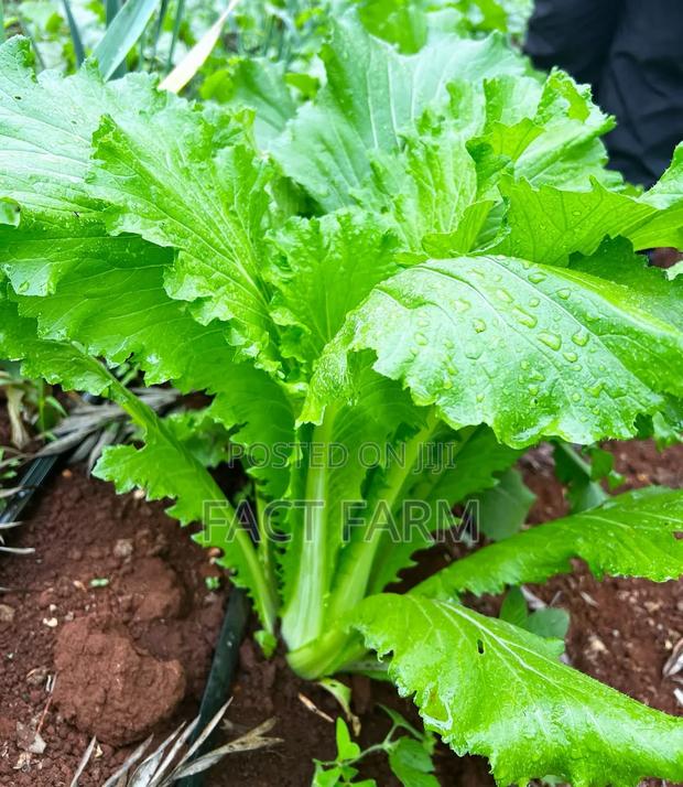 Chinese Cabbage Seedlings Vegetables - thumbnail 2