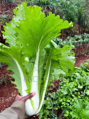 Chinese Cabbage Seedlings Vegetables