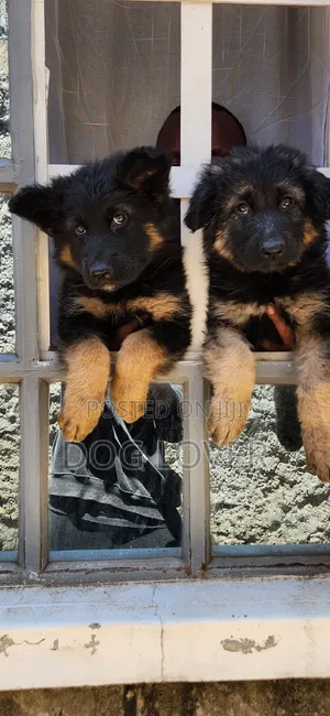 1-3 months Male Purebred German Shepherd