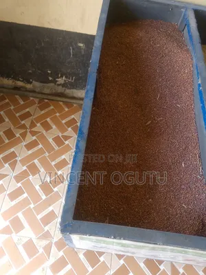 Kienyenji Mash