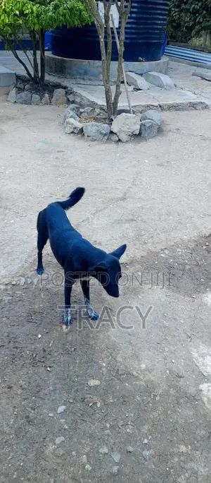 1+ year Female Mixed Breed Dog