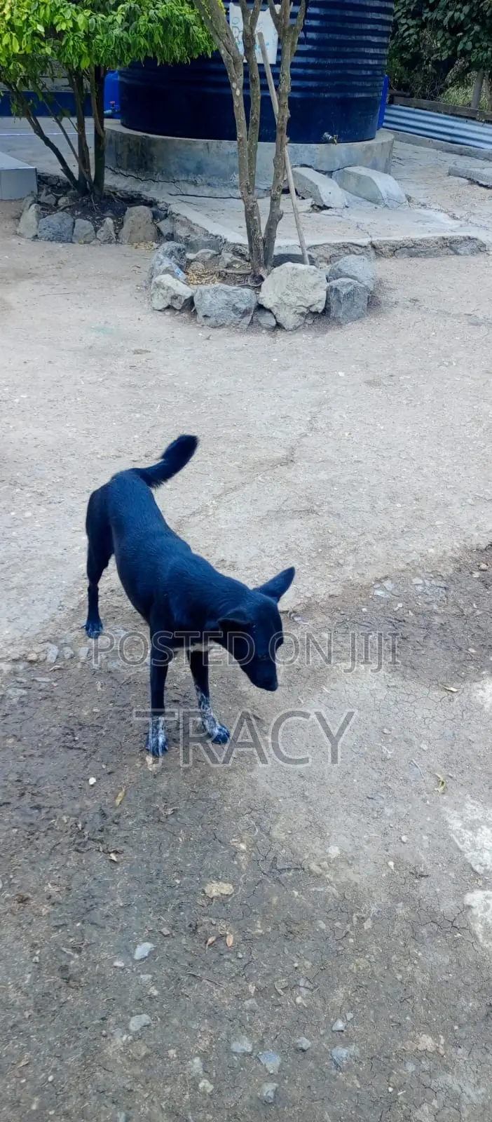 1+ year Female Mixed Breed Dog