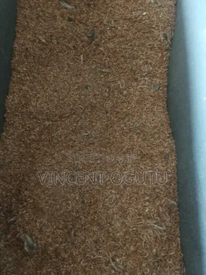 Ochonga for Animals Feeds