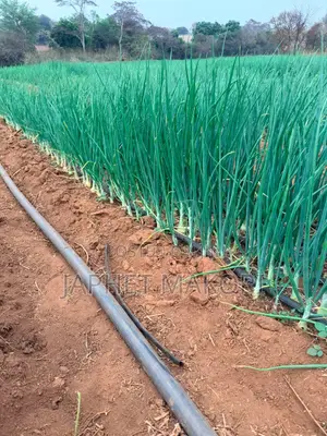 Kitengela Royal Farm