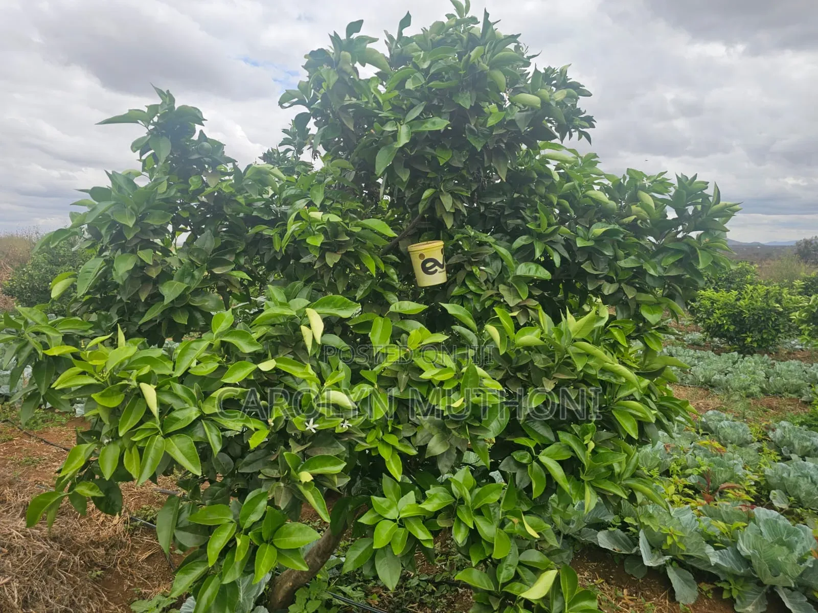 Plots for Sale in Kajiado