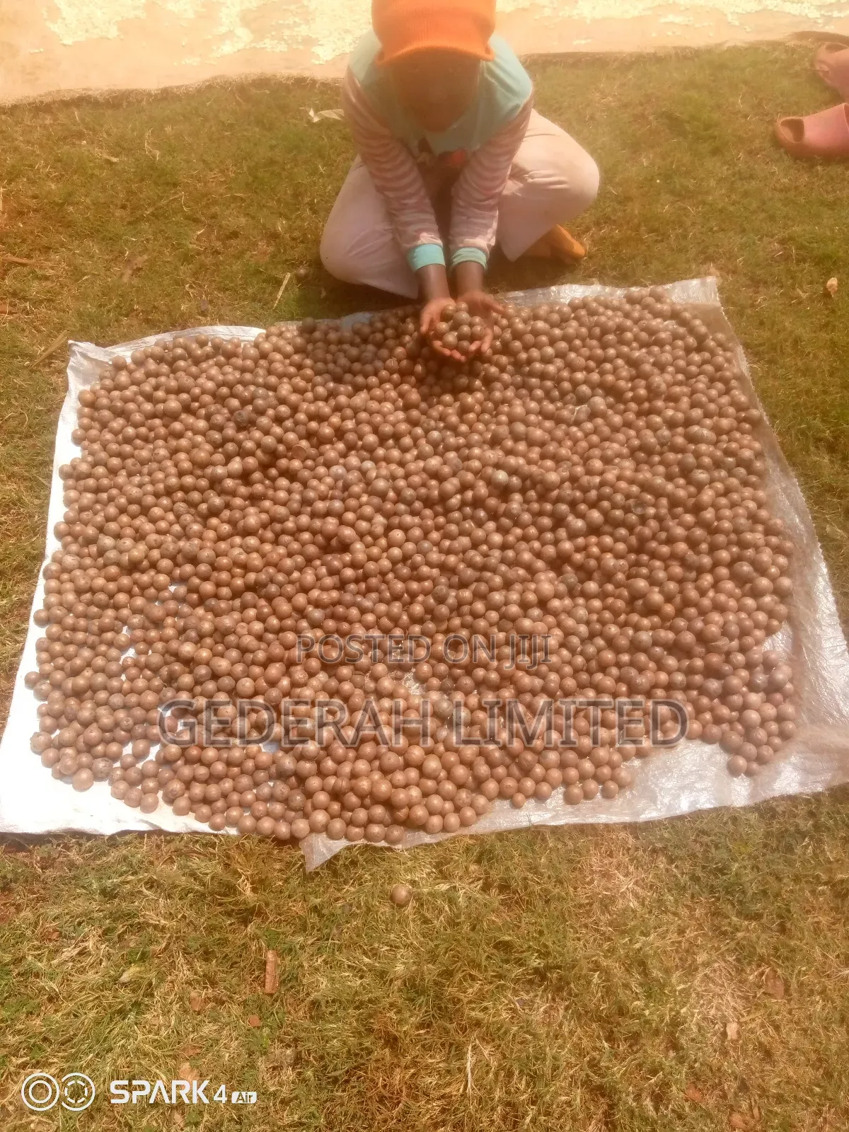 Macadamia Nuts