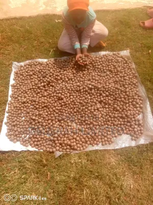 Macadamia Nuts