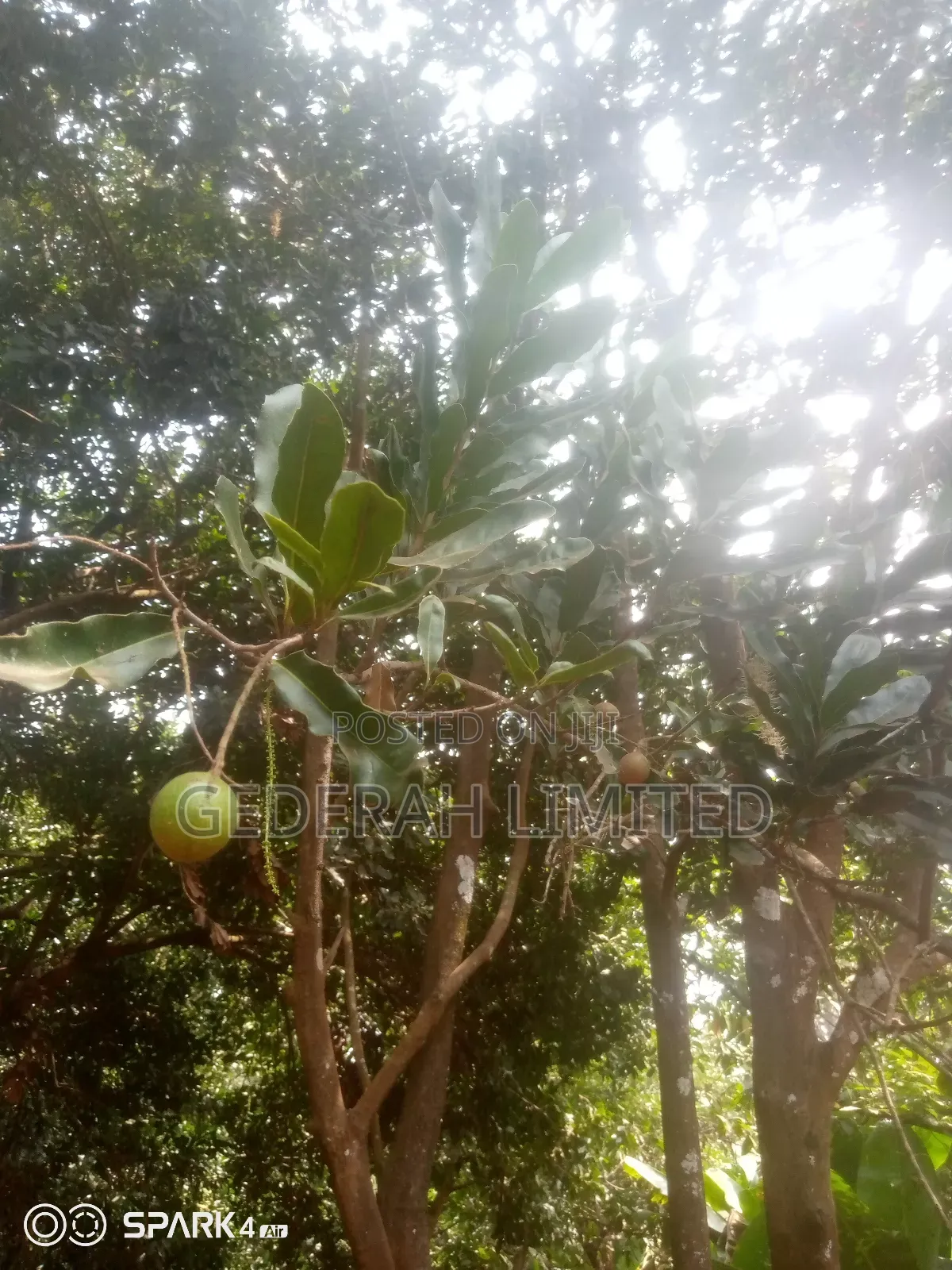 Macadamia Nuts