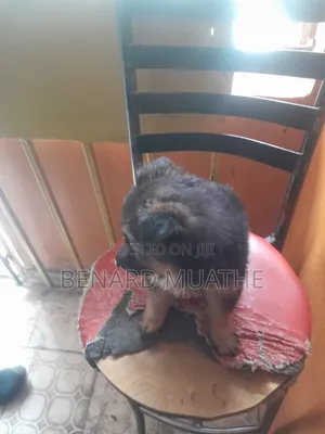 1-3 months Male Purebred German Shepherd