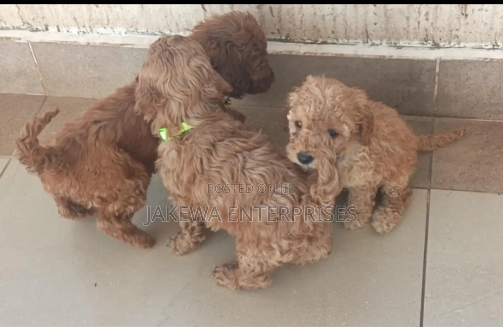 1-3 months Male Purebred Poodle