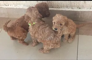1-3 months Male Purebred Poodle