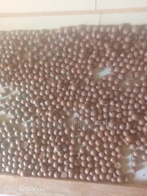 Macadamia Nuts
