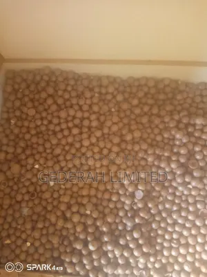 Macadamia Nuts