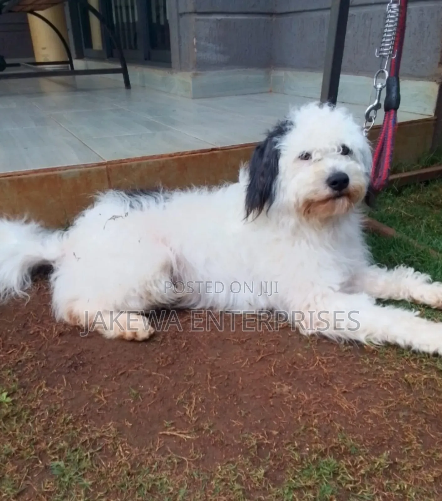 1+ year Male Purebred Havanese