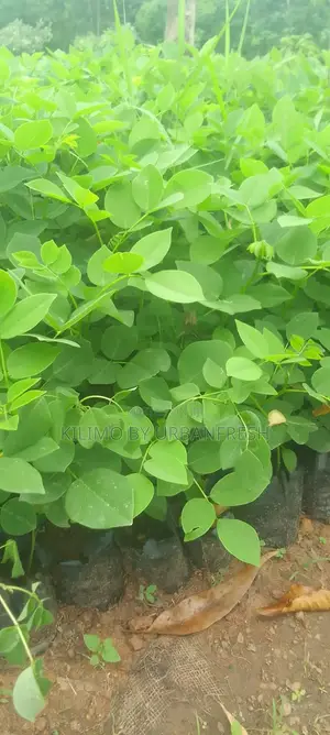 Gliricidia Sepium Fodder Seedling Per Order 100 Seedlings.