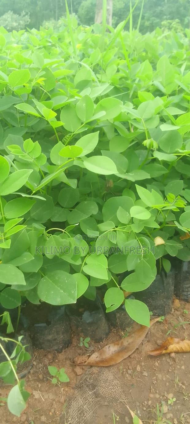 Gliricidia Sepium Fodder Seedling Per Order 100 Seedlings.