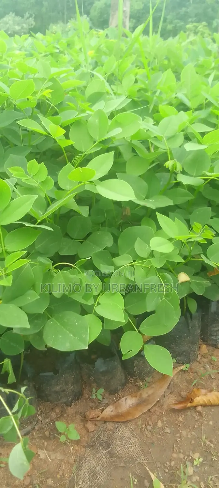 Gliricidia Sepium Fodder Seedling Per Order 100 Seedlings.