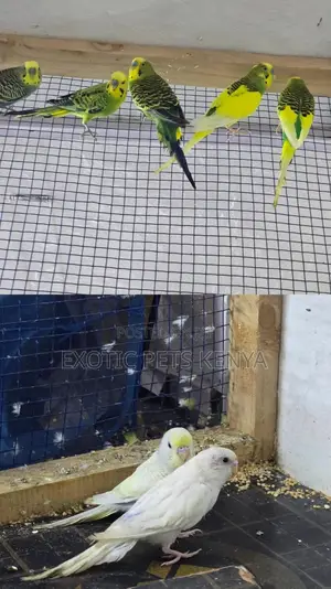 Colourful Budgie Pairs
