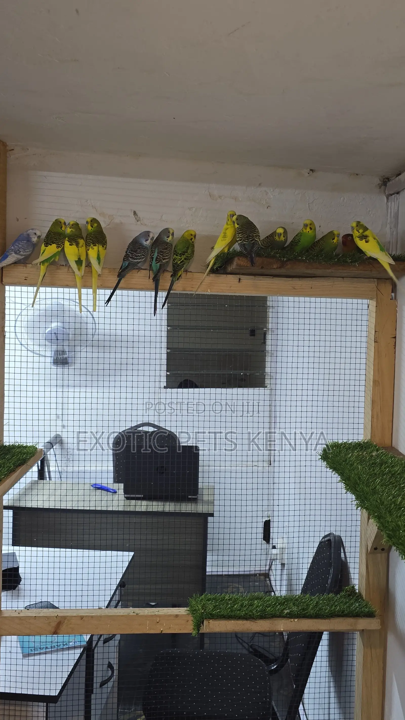 Colourful Budgie Pairs