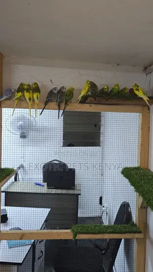 Colourful Budgie Pairs
