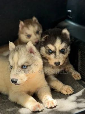 1-3 months Male Purebred Siberian Husky