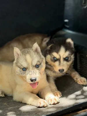 1-3 months Male Purebred Siberian Husky