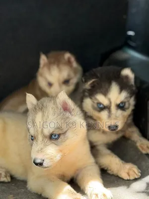 1-3 months Male Purebred Siberian Husky