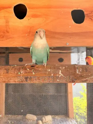 Torquoise Imported Lovebirds