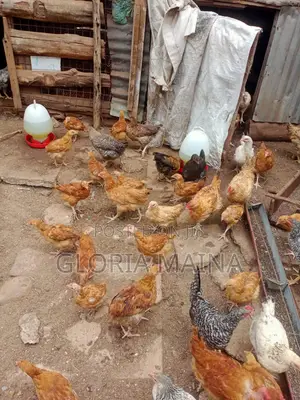 Poultry Farming