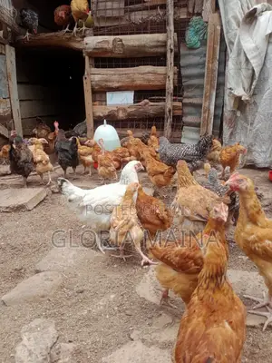 Poultry Farming