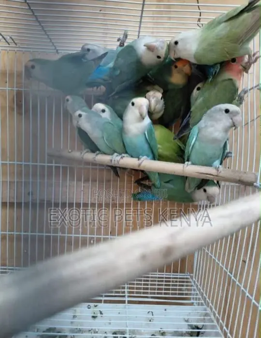 Coloured Lovebirds