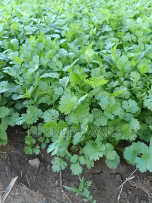 Dania for Sale